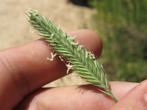 Crested wheat grass (Agropyron cristatum)