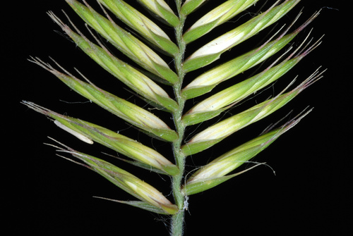 Crested wheat grass (Agropyron cristatum)