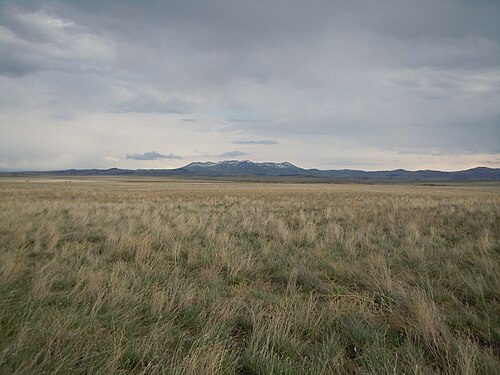 Crested wheat grass: Between Havre and Box Elder along hwy 87 looking south at the Bear's Paw Mountains. The vast expanse of crested wheatgrass ( Agropyron cristatum ) throughout Mo