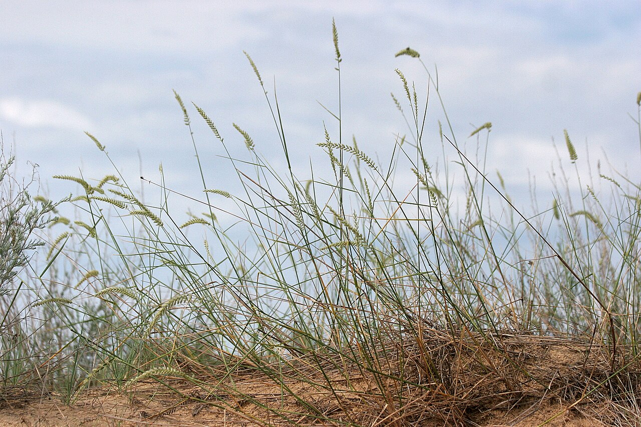 Edge flowered crested wheatgrass: Agropyron dasyanthum