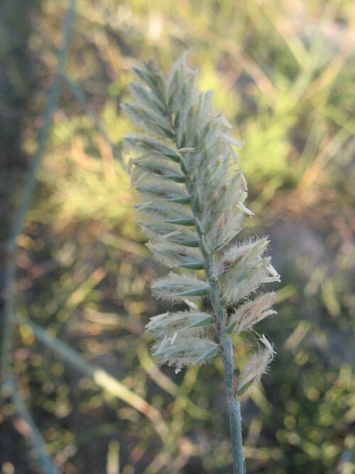Edge flowered crested wheatgrass: Agropyrin dasyanthum