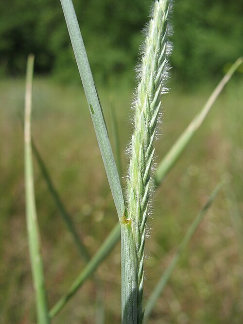 Edge flowered crested wheatgrass: Agropyron dasyanthum