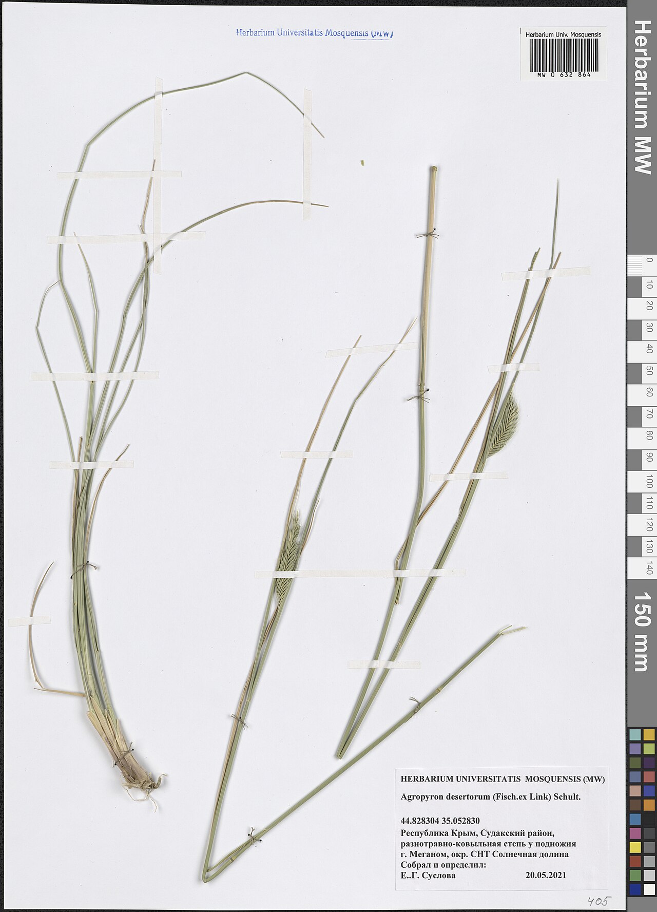 Desert wheatgrass: Agropyron desertorum — Herbarium specimen from Crimea, Ukraine. Collected by E.G. Suslova (2021-05-20). Recorded in GBIF occurrence 4514262387 .
