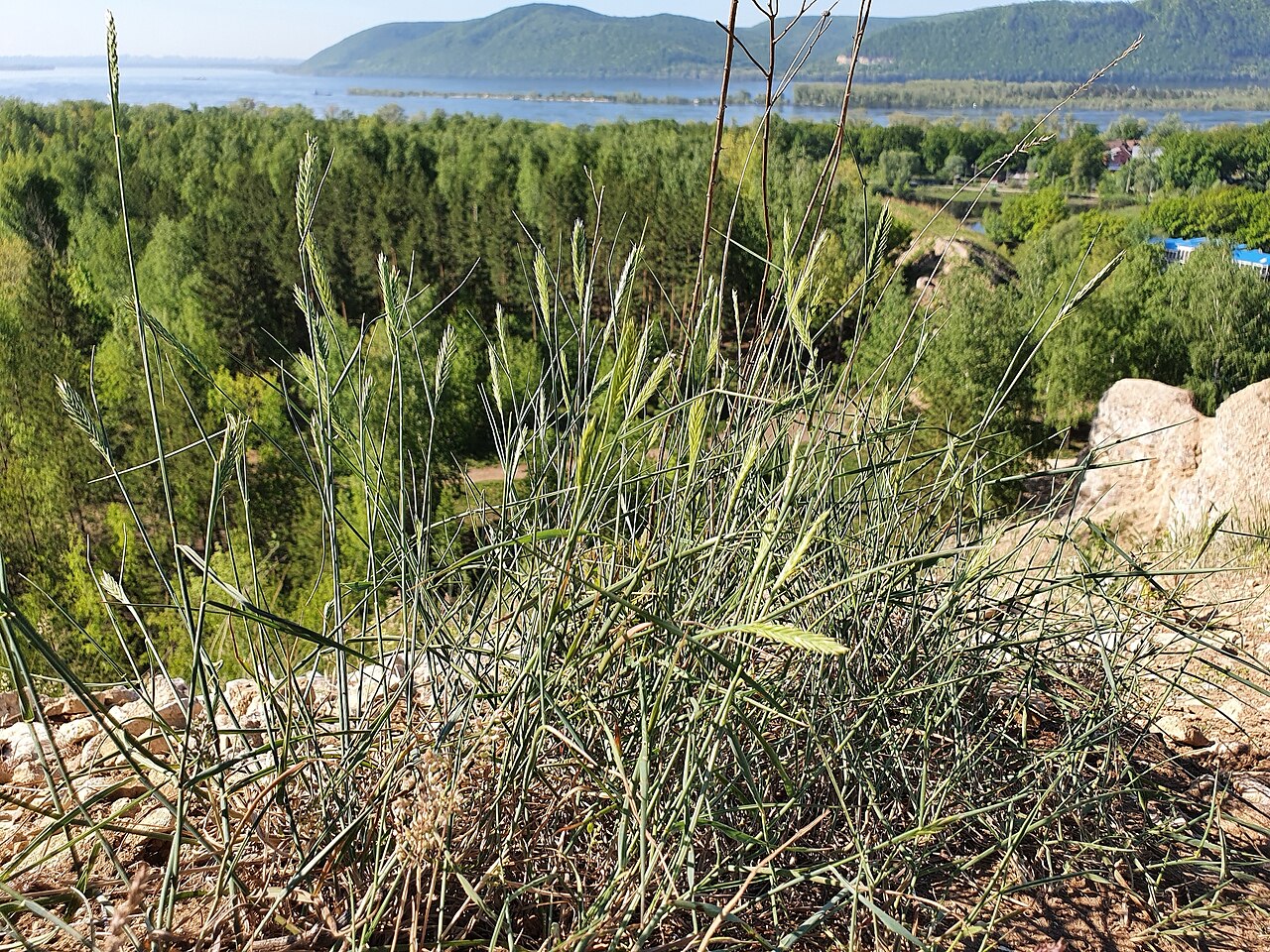 Desert wheatgrass: Clustered Wheat Grass