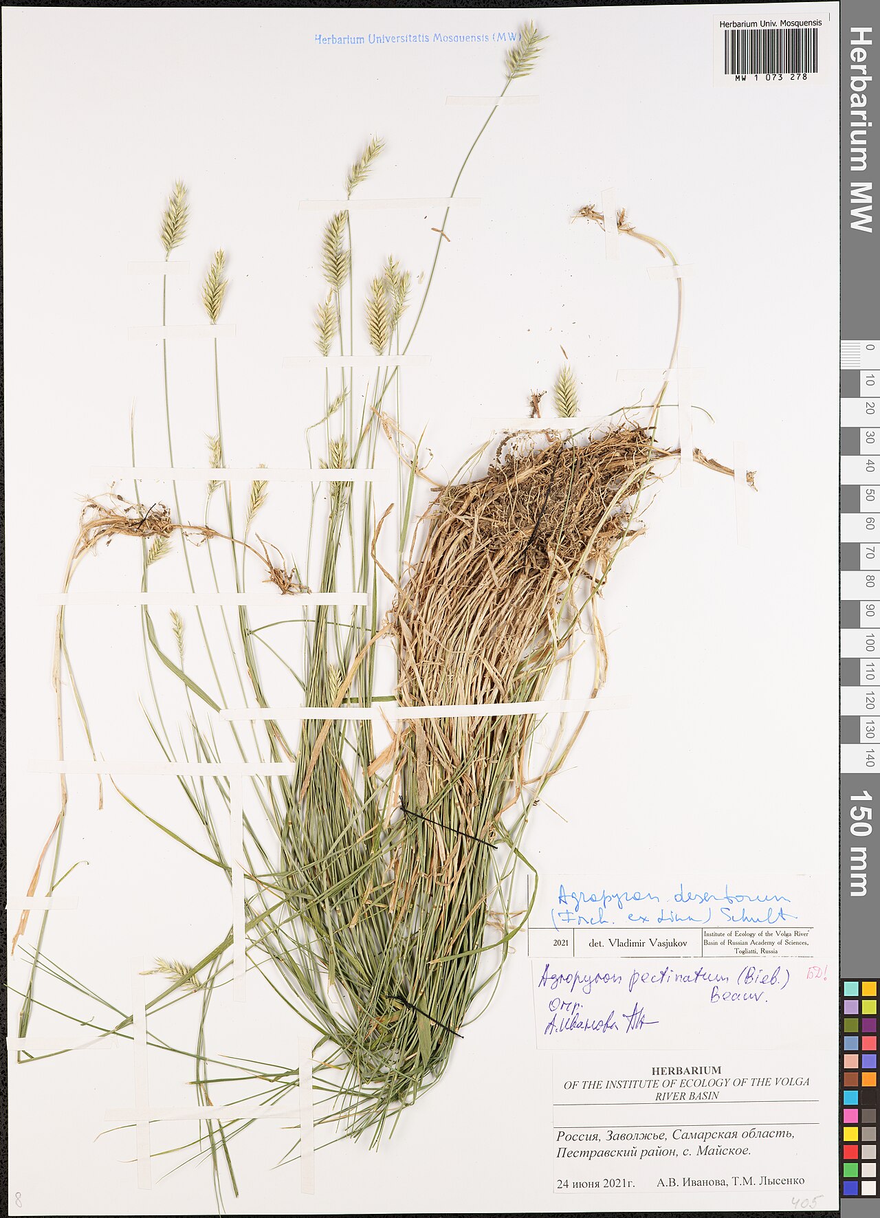 Desert wheatgrass: Agropyron desertorum — Herbarium specimen from Россия, Заволжье, Самарская область, Пестравский район, с. Майское., Russian Federation. Collected by A.V. Ivanov