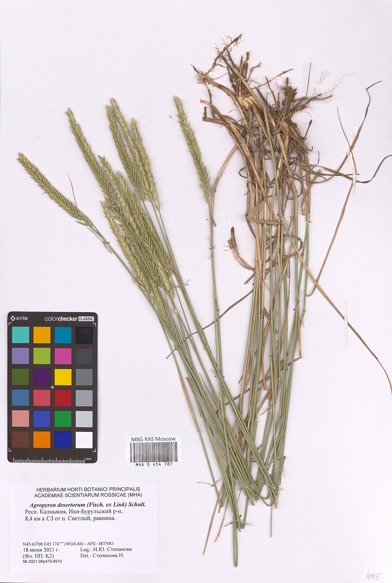 Desert wheatgrass: Agropyron desertorum — Herbarium specimen from Kalmykia, Russian Federation. Collected by N.Yu. Stepanova (2021-06-18). Recorded in GBIF occurrence 4093569451 .