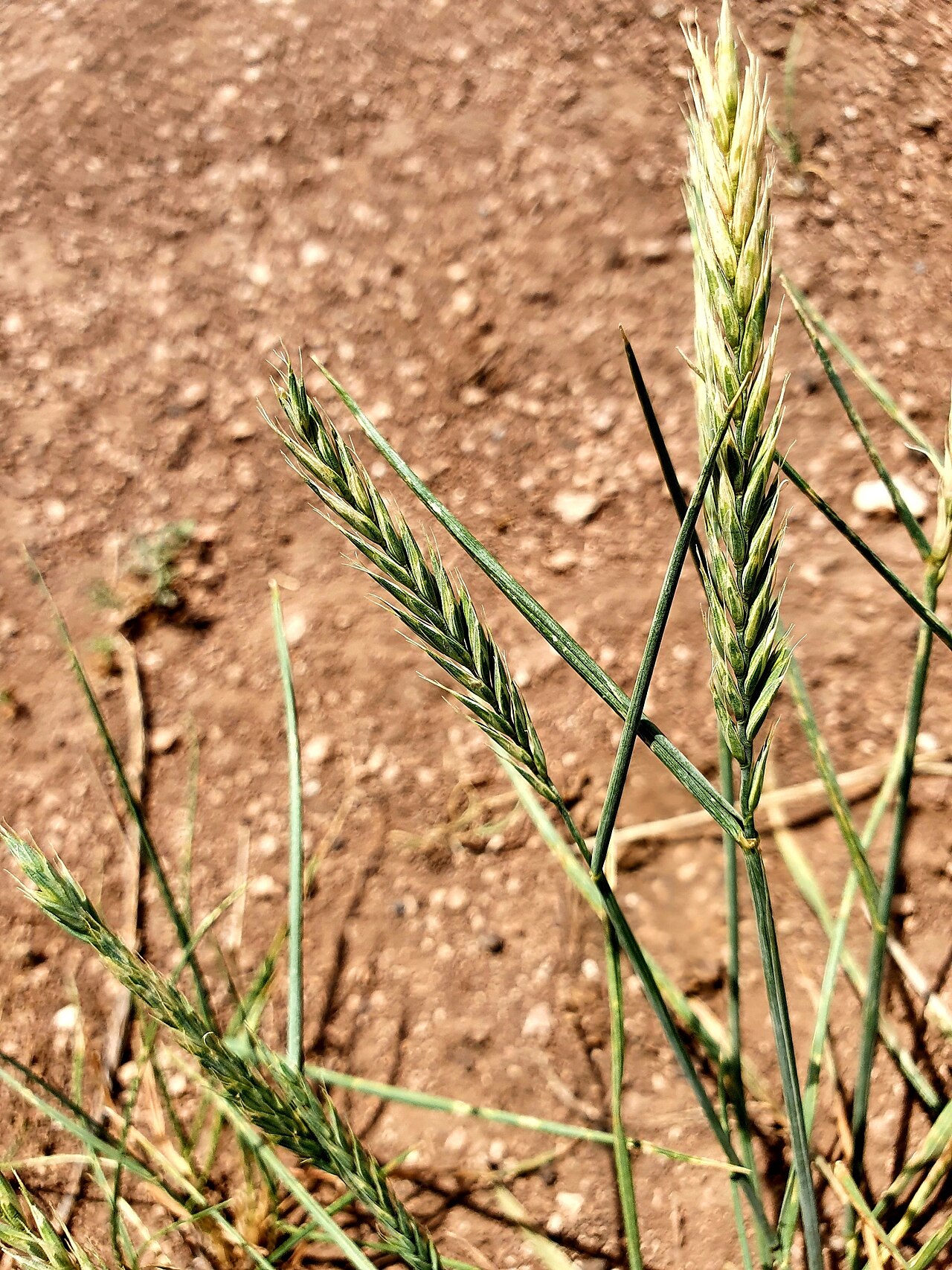Desert wheatgrass: Agropyron desertorum — Field observation from Самарская обл., Россия, 446533, Russian Federation. Collected by Анна Митрошенкова (2021-05-23). Recorded in GBIF