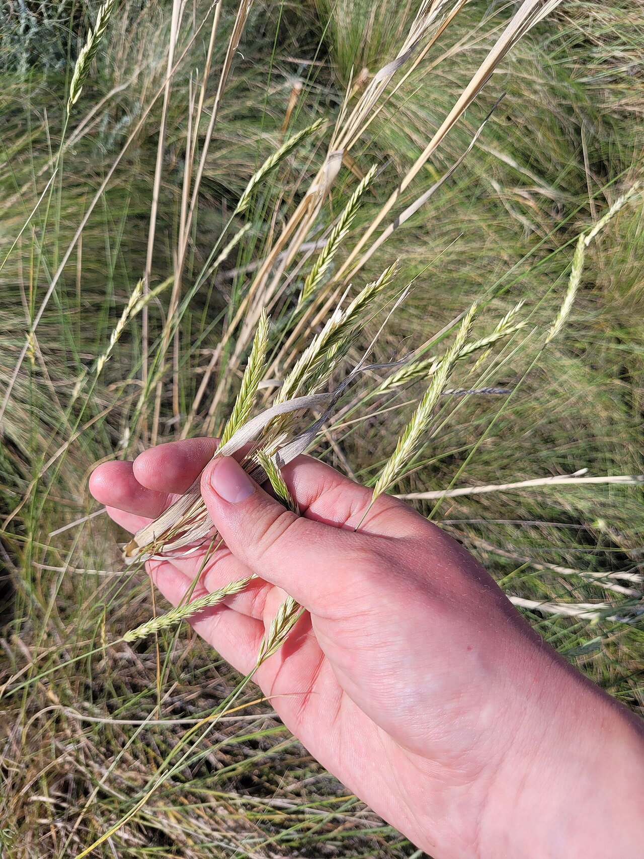 Desert wheatgrass: Agropyron desertorum — Field observation from Ilovlinsky District, Volgograd Oblast, Russia, Russian Federation. Collected by Dmitriy Bochkov (2024-06-20). Reco