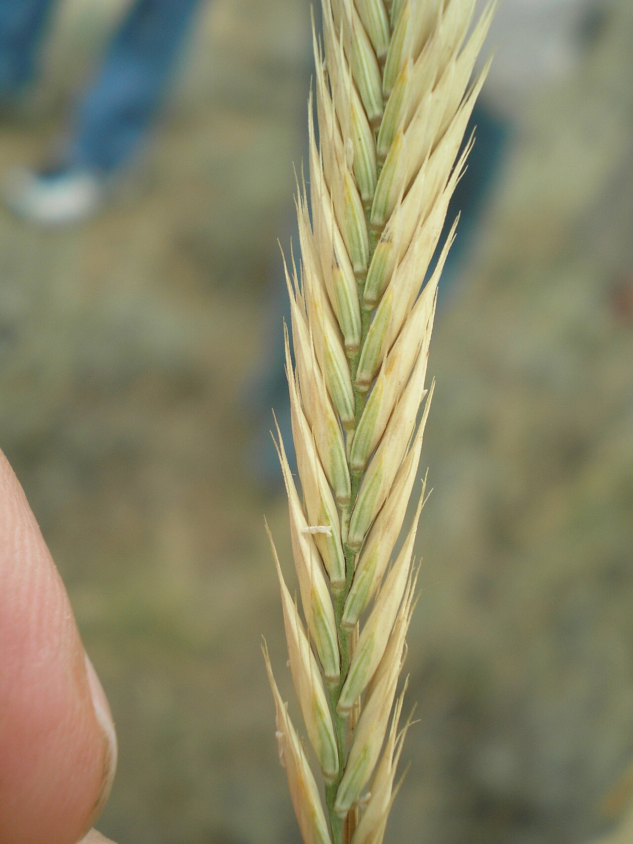 Desert wheatgrass: Agropyron desertorum — Field observation from Ахтубинский р-н, Астраханская обл., Россия, Russian Federation. Collected by Татьяна Максимова (2007-07-16). Recor