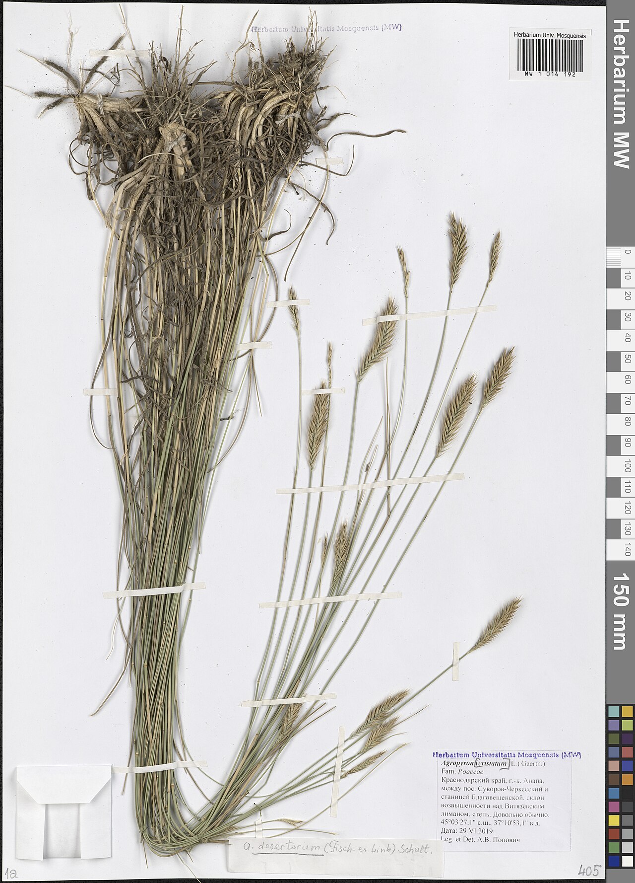 Desert wheatgrass: Agropyron desertorum — Herbarium specimen from Krasnodar Krai, Russian Federation. Collected by A.V. Popovich (2019-06-29). Recorded in GBIF occurrence 45142558