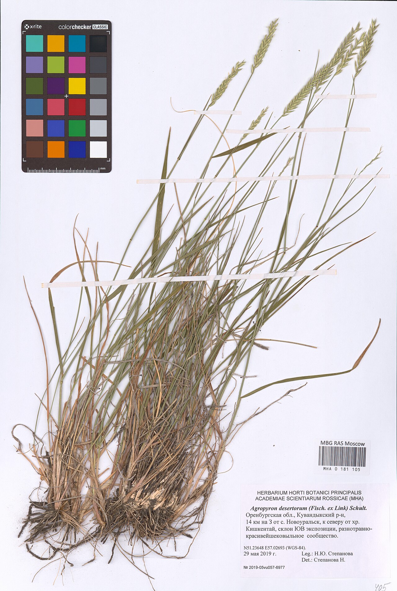 Desert wheatgrass: Agropyron desertorum — Herbarium specimen from Orenburg Oblast, Russian Federation. Collected by N.Yu. Stepanova (2019-05-29). Recorded in GBIF occurrence 40935