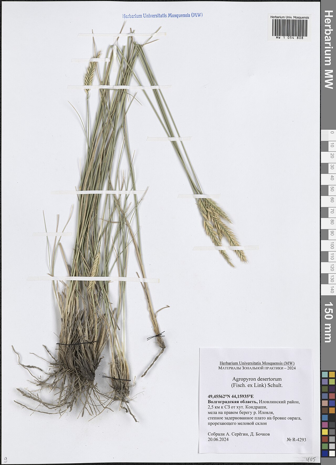 Desert wheatgrass: Agropyron desertorum — Herbarium specimen from Волгоградская область, Иловлинский район, 2,5 км к СЗ от хут. Кондраши, мела на правом берегу р. Иловля, степное