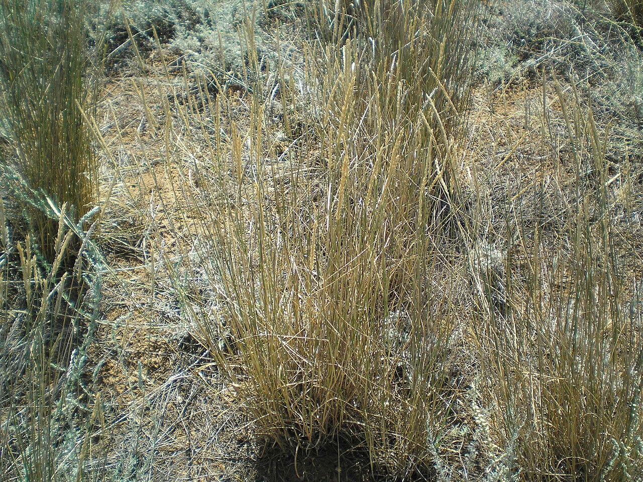 Desert wheatgrass: Agropyron desertorum — Field observation from Ахтубинский р-н, Астраханская обл., Россия, Russian Federation. Collected by Татьяна Максимова (2007-07-17). Recor