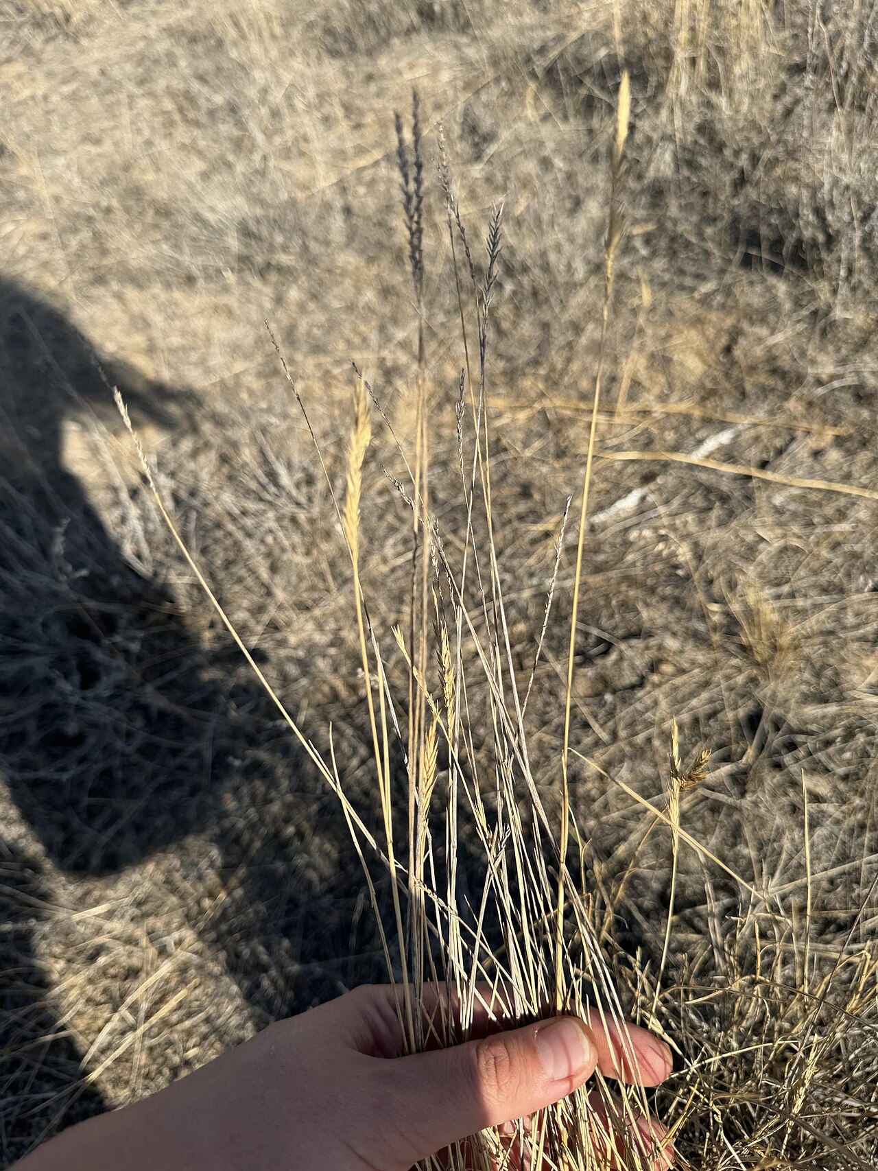 Desert wheatgrass: Agropyron desertorum — Field observation from Yustinsky District, Kalmykia, RU, Russian Federation. Collected by Jesenia K. (2025-09-23). Recorded in GBIF occur