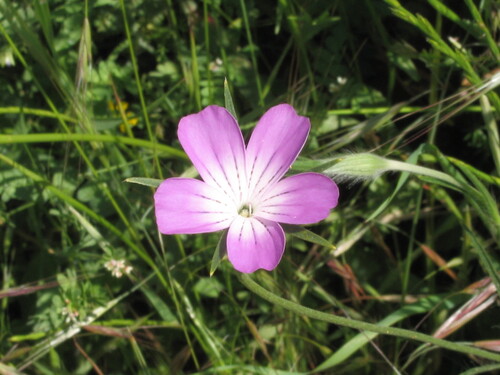Common corncockle (Agrostemma githago)