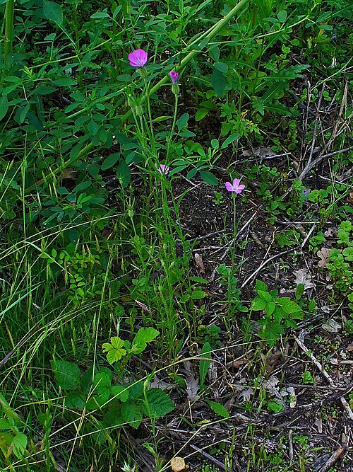 Common corncockle: Agrostemma githago , Caryophyllaceae, Common Corncockle, habitus; Karlsruhe, Germany. The dried ripe seeds are used in homeopathy as remedy: Agrostemma githago