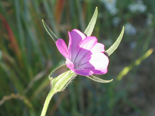 Common corncockle (Agrostemma githago)