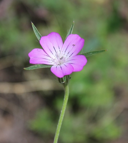 Common corncockle (Agrostemma githago)