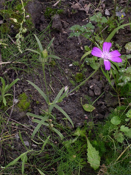 Common corncockle: Common Corncockle ( Agrostemma githago ) plant in Turku , Finland .
