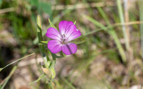 Common corncockle (Agrostemma githago)