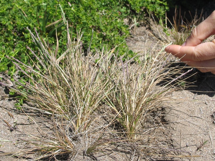 Blasdale bentgrass: Agrostis blasdalei at Point Reyes National Seashore (Marin County, California, US). "Photos copyrighted as, "Robert Steers/NPS," are public domain and can be us