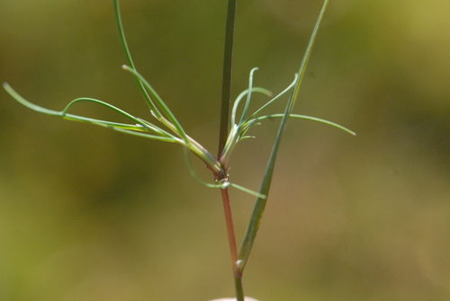Velvet bent (Agrostis canina)