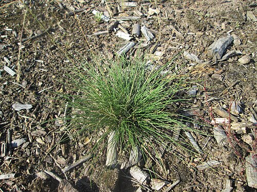 Velvet bent: Hunds-Straußgras ( Agrostis canina ) in der Schwetzinger Hardt