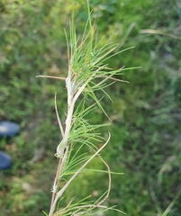 Velvet bent (Agrostis canina)