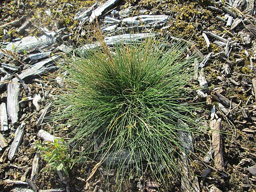 Velvet bent: Hunds-Straußgras ( Agrostis canina ) in der Schwetzinger Hardt