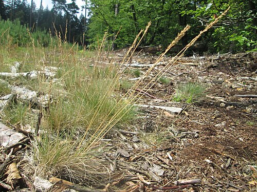 Velvet bent: Hunds-Straußgras ( Agrostis canina ) auf einer Waldbrache in der Schwetzinger Hardt