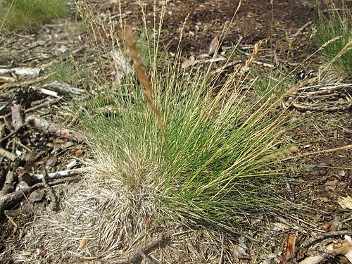Velvet bent: Hunds-Straußgras ( Agrostis canina ) auf einer Waldbrache in der Schwetzinger Hardt