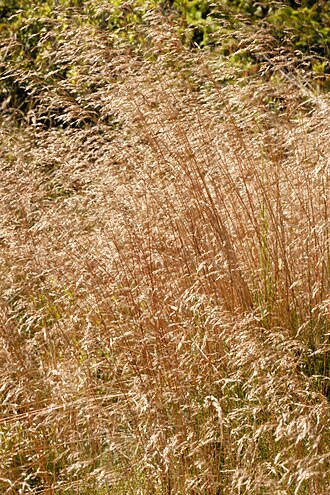 Velvet bent: Agrostis canina from Commanster, Belgian High Ardennes .