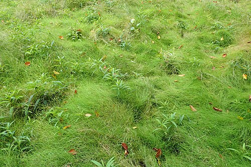 Velvet bent: Agrostis canina (with Lysimachia thyrsiflora, Carex lasiocarpa) at edge of moor, S of Krzynki near Barlinek, NW Poland