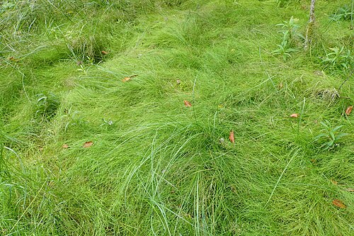 Velvet bent: Agrostis canina (with Lysimachia thyrsiflora, Carex lasiocarpa) at edge of moor, S of Krzynki near Barlinek, NW Poland