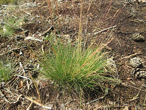 Velvet bent: Hunds-Straußgras ( Agrostis canina ) auf einer Waldbrache in der Schwetzinger Hardt