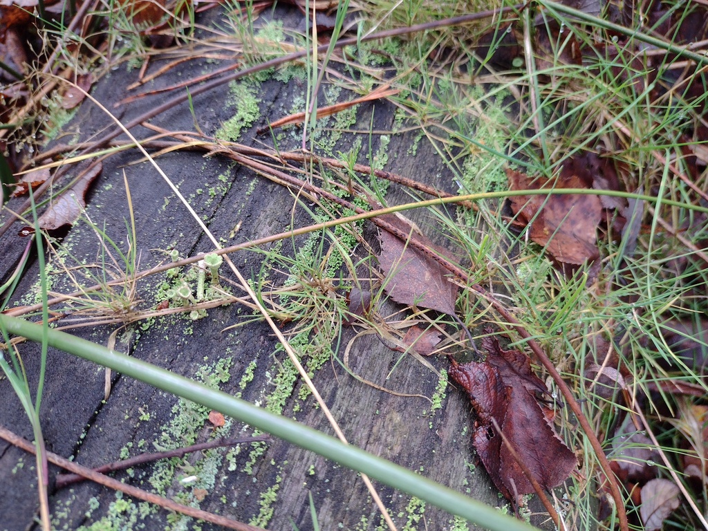 Velvet bent (Agrostis canina)