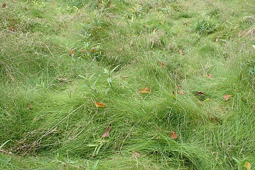 Velvet bent: Agrostis canina (with Lysimachia thyrsiflora, Carex lasiocarpa) at edge of moor, S of Krzynki near Barlinek, NW Poland