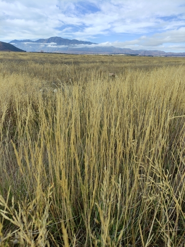 Colonial bentgrass (Agrostis capillaris)