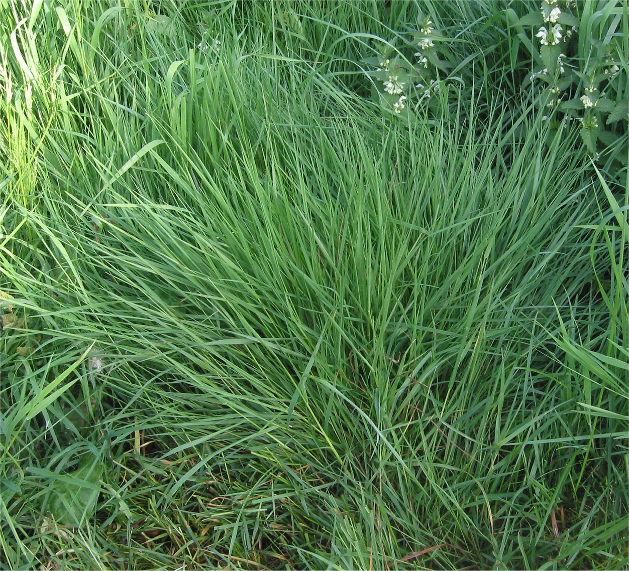 Colonial bentgrass: (nl:Gewoon struisgras) Agrostis tenuis;