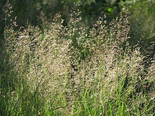Colonial bentgrass: Rotes Straußgras ( Agrostis capillaris ) in der Schwetzinger Hardt