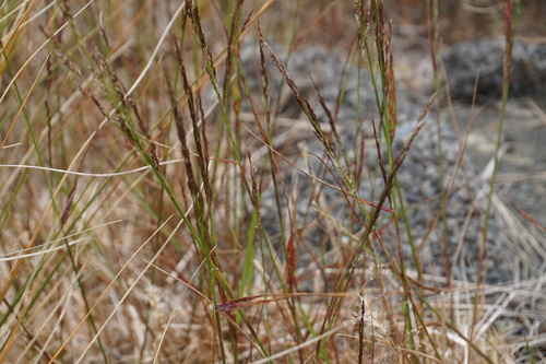 Colonial bentgrass (Agrostis capillaris)