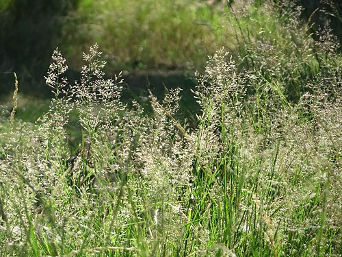 Colonial bentgrass: Rotes Straußgras ( Agrostis capillaris ) im Schwetzinger Hardt