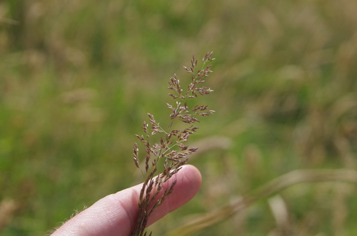 Colonial bentgrass (Agrostis capillaris)