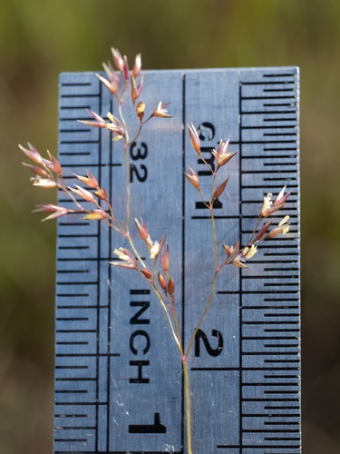 Colonial bentgrass (Agrostis capillaris)