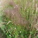 Colonial bentgrass (Agrostis capillaris)