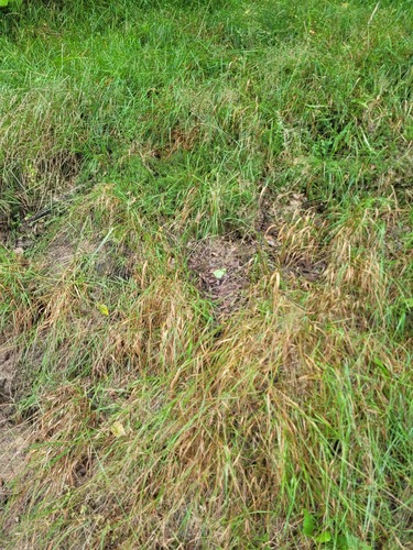 Colonial bentgrass (Agrostis capillaris)