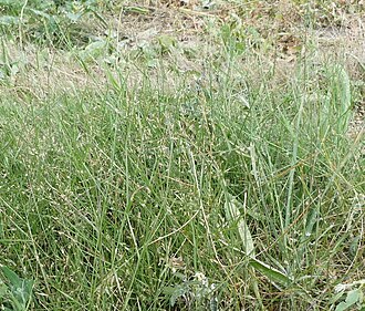 Bentgrass: Agrostis castellana