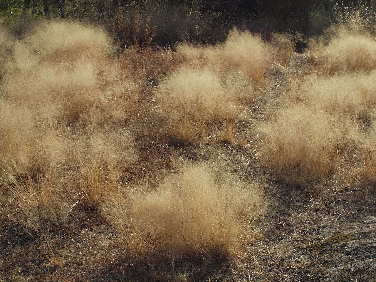Bentgrass: Agrostis truncatula , llamada localmente genillo. Losar de la Vera ( Cáceres , España ).