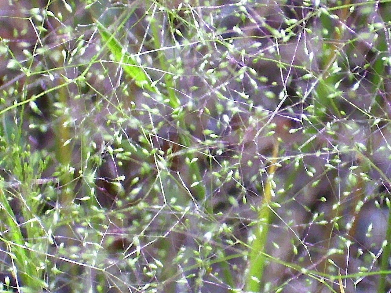 Bentgrass: Agrostis truncatula subsp. truncatula close up, Sierra Madrona , Spain