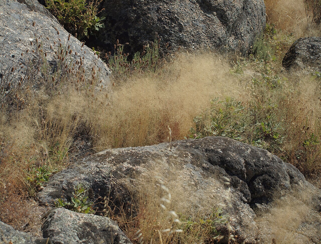 Bentgrass: Agrostis truncatula , Losar de la Vera ( Cáceres , España ). Llamado genillo en la zona, donde se usaba tradicionalmente para hacer brochas con las que encalar